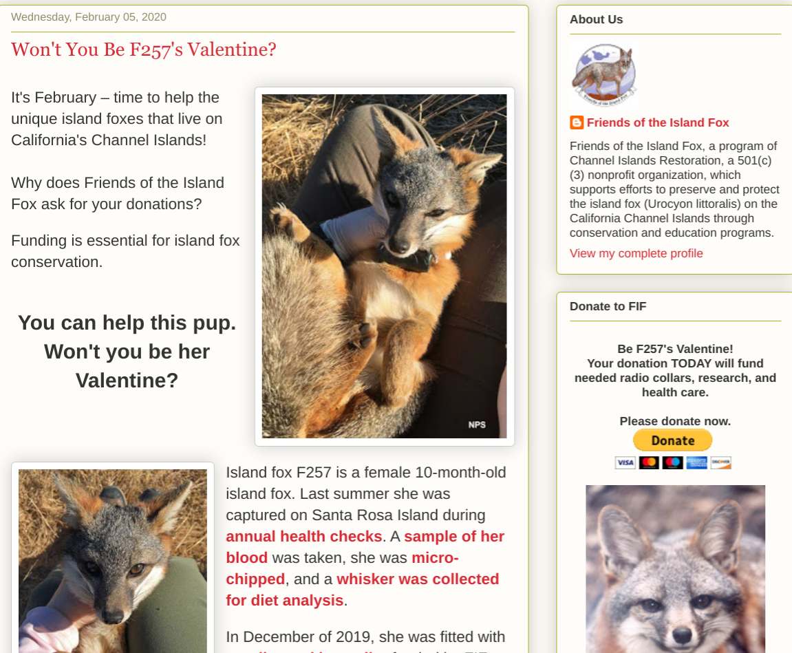 Please Consider A Valentine’s Donation For The Channel Island Fox!