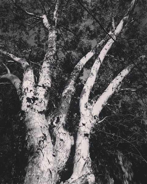 Eucalyptus in the garden via Instagram