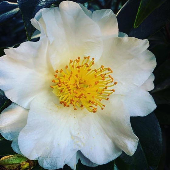 White Camellia Flower via Instagram