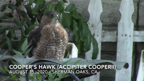 Cooper’s Hawk (Accipter Cooper) in my back garden today [Video] [Photos]