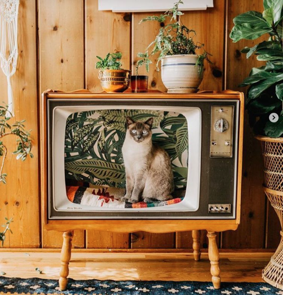 People Are Transforming Vintage TVs Into Cozy Beds for Their Feline Friends via My Modern Met