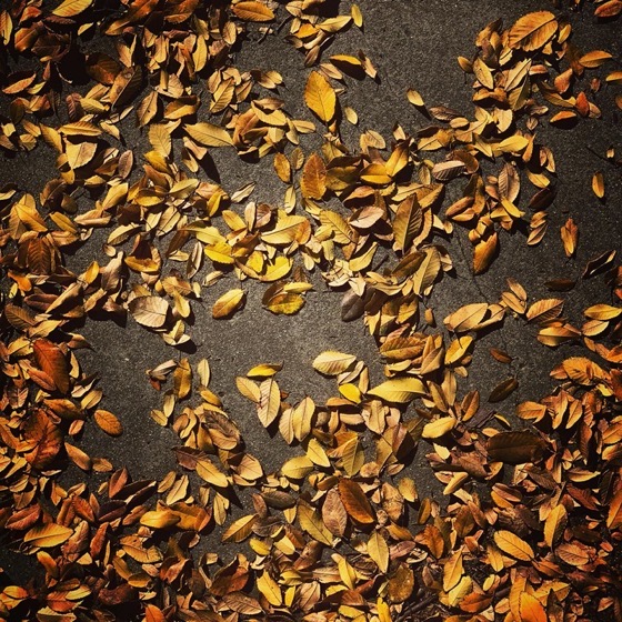 Elm Leaves Are Falling via Instagram