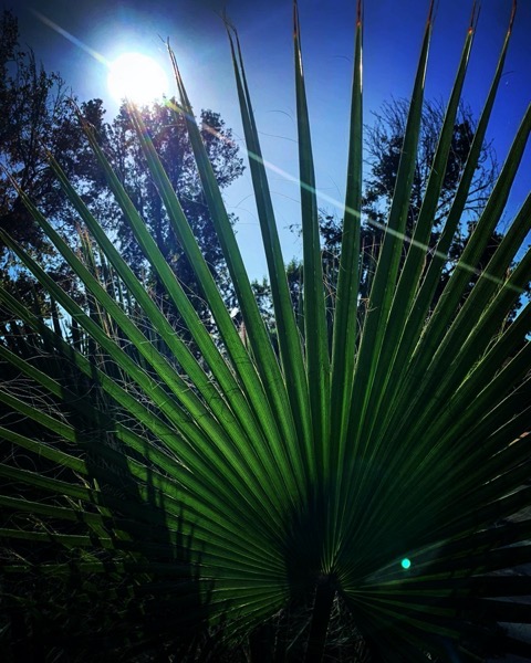 Fan palm in the sun via Instagram