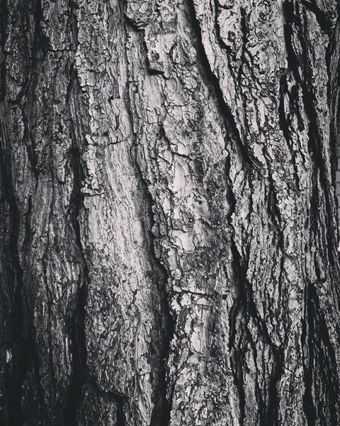 Pine Bark via Instagram