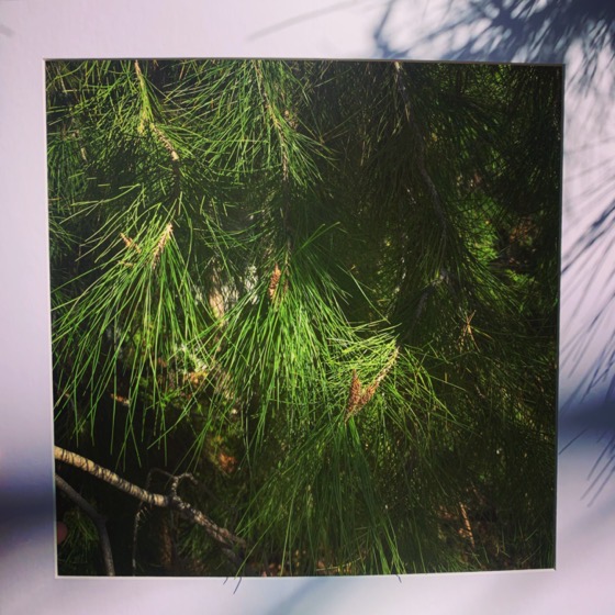 Black pine – One Square Foot – 13 in a series via Instagram