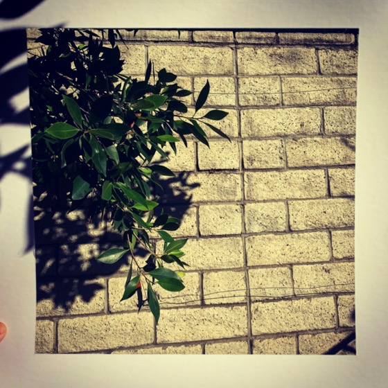 Ficus Leaves – One Square Foot – 7 in a series via Instagram