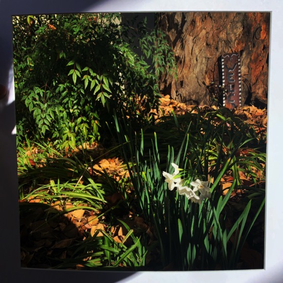 Photo: Nighttime arrives in the garden #garden #tree #bw #blackandwhite #silhouette via Instagram