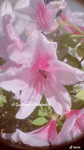 Bee takes a deep drink from an azalea flower in the garden via TikTok