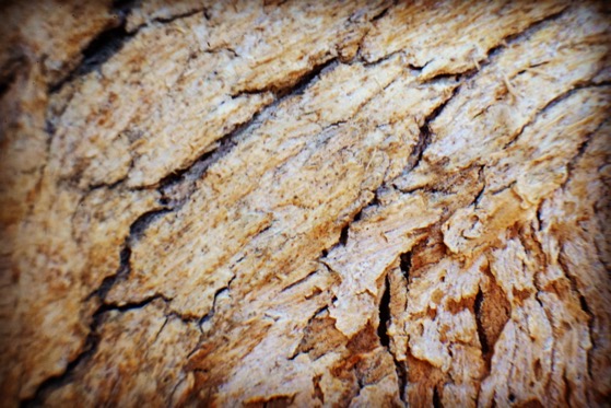 Eucalyptus Bark Macro Abstract via Instagram