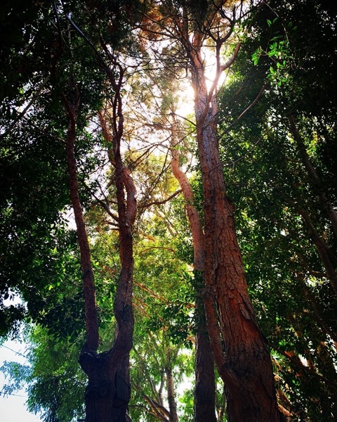 Under the trees in the woodland garden via Instagram