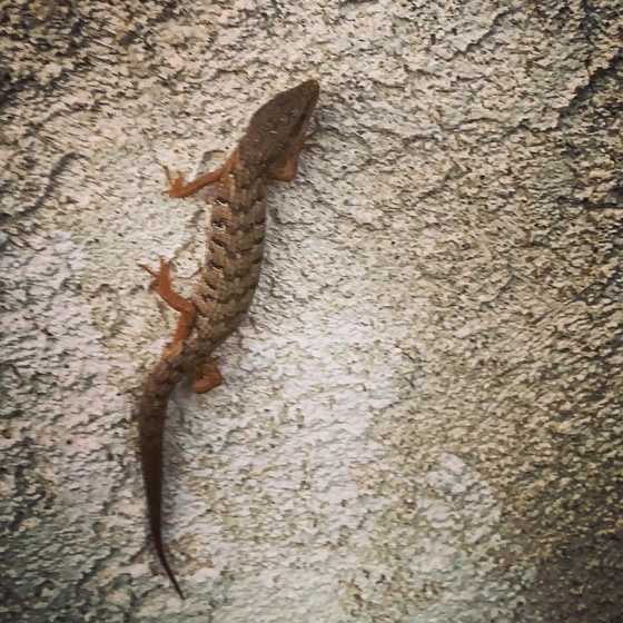 Southern Alligator Lizard In The Garden via Instagram