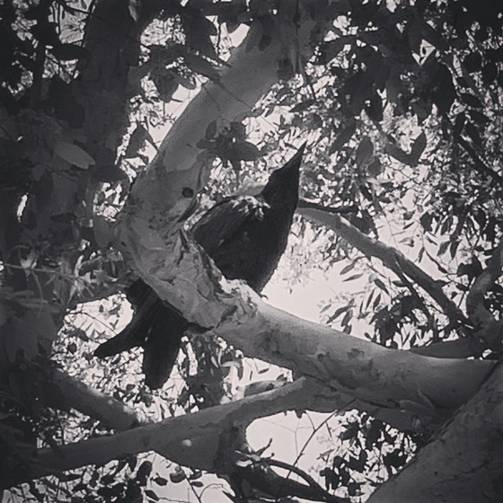 Eucalyptus Bark In Macro via Instagram