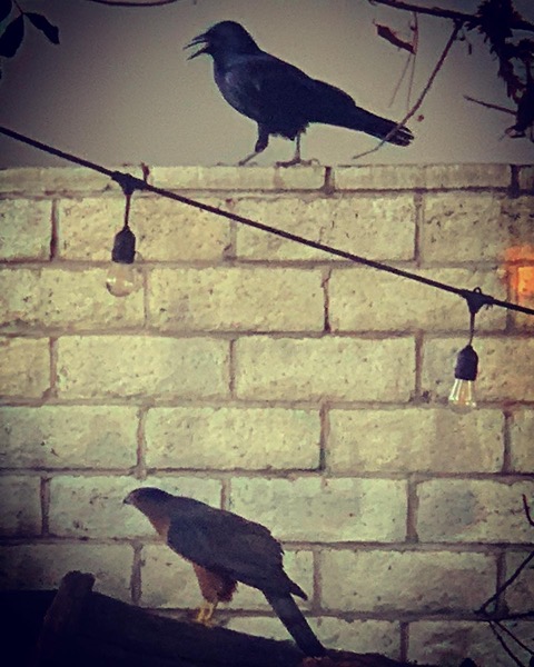 Raven and Cooper’s Hawk in the garden via Instagram