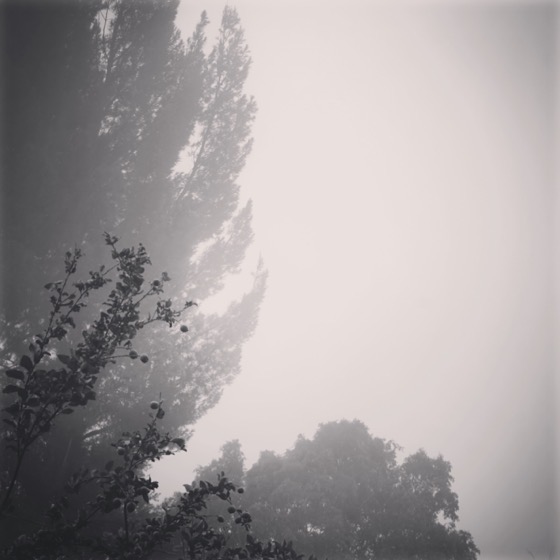 Foggy Morning 6 via Instagram