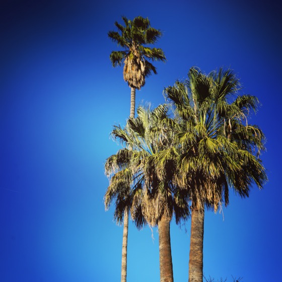 Neighborhood palm trees via Instagram