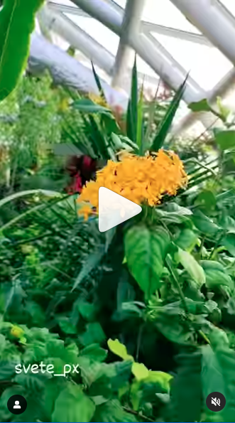 Tropical Butterfly via Instagram Reels [Shared] [Video]