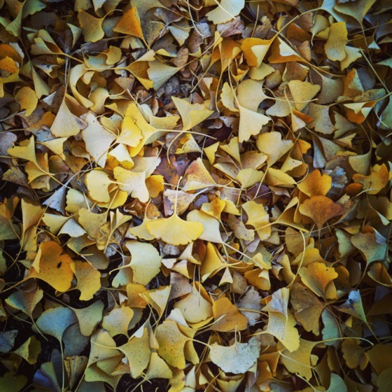 Ginkgo Leaves Photo and Watercolor via Instagram