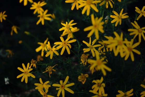 Laurel Sumac flowers (Malosma) #flower #tree #nature #outdoors #californianative #california #pasadena #bw #blackandwhite #blackandwhitephotography via Instagram [Photo]