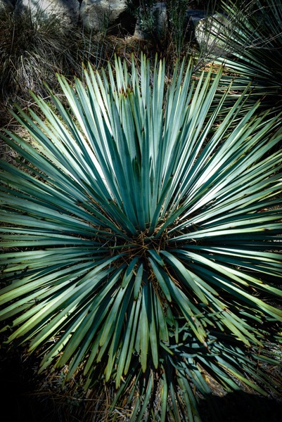 Yucca, Chilao Visitors Center, Angeles National Forest via Instagram [Photography]