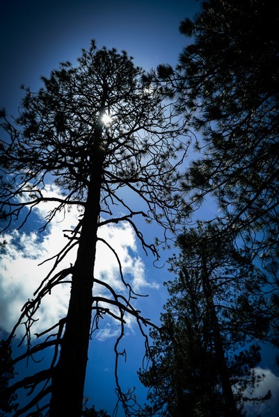 Pine Needles In The Sun via Instagram