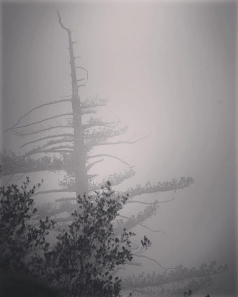 In the fog, Mount Wilson, California via Instagram [Photography]