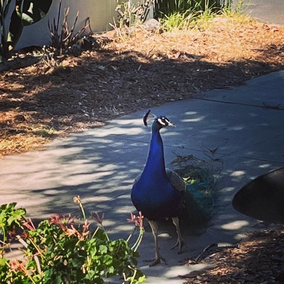 Percy, our neighborhood peacock, stops by for a visit via Instagram [Photography]