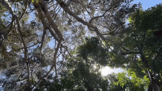 In the garden time-lapse via TikTok [Video]