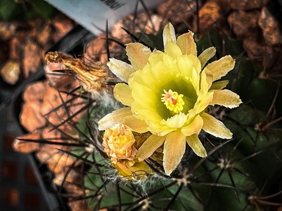 Cactus Flower #cactus #succulent #succulentobsession #flower #flowerstagram #nature #naturelover #nofilter via Instagram [Photo]
