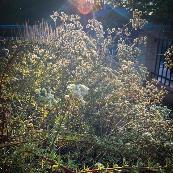 Buckwheat in the setting sun via Instagram [Photography]
