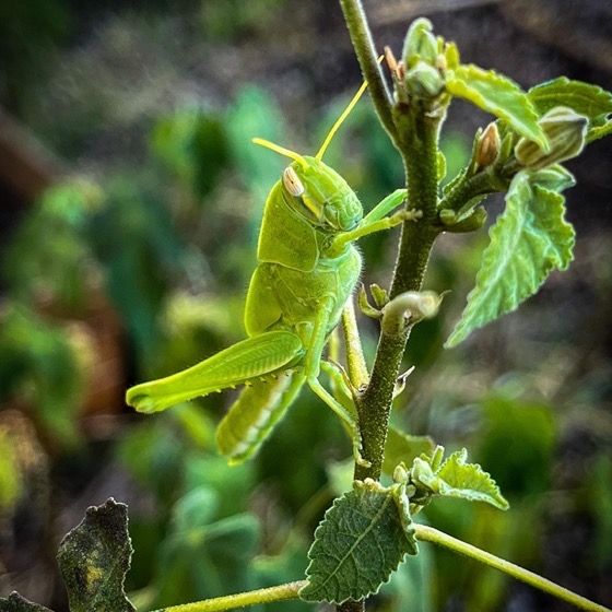 Bird Grasshopper in the Garden via Instagram [Photography]