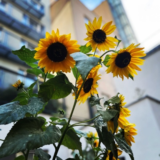 Sunflowers on hotel patio via Instagram [Photography]