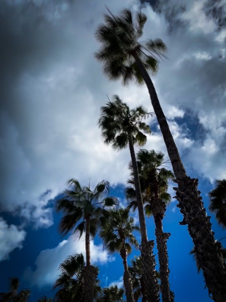Wind in the palms, Santa Barbara, California, New Year’s Day  [Photography]
