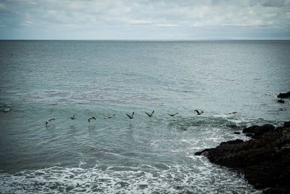 Pelicans at Leo Carrillo Beach, Malibu, California  [Photography]