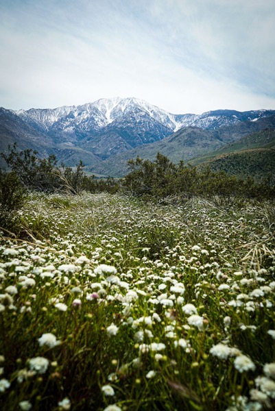 Mount San Jacinto with Buckwheat Flowers, Desert X, Coachella Valley, California  [Photography]