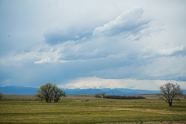 Prairie Panorama with Bison and Rocky Mountains, Rocky Mountain Arsenal National Wildlife Refuge, Denver, Colorado  [Photography]