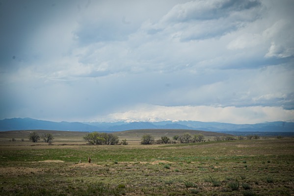 Prairie Dogs, Rocky Mountain Arsenal National Wildlife Refuge, Denver, Colorado  [Photography]