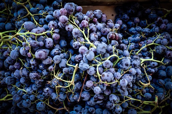 Grapes, Porto, Portugal  [Photography] [Prints]