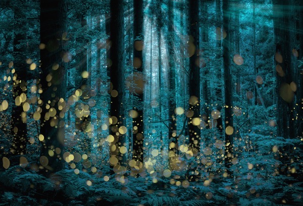 Photographer Captures the Summertime Magic of Fireflies via My Modern Met [Shared]