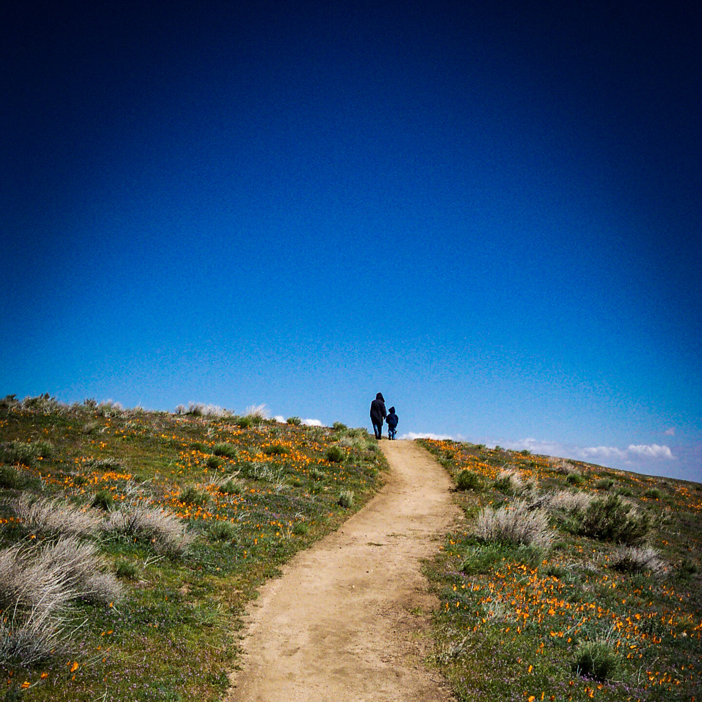 California Poppy Reserve, Lancaster, California [Photography]