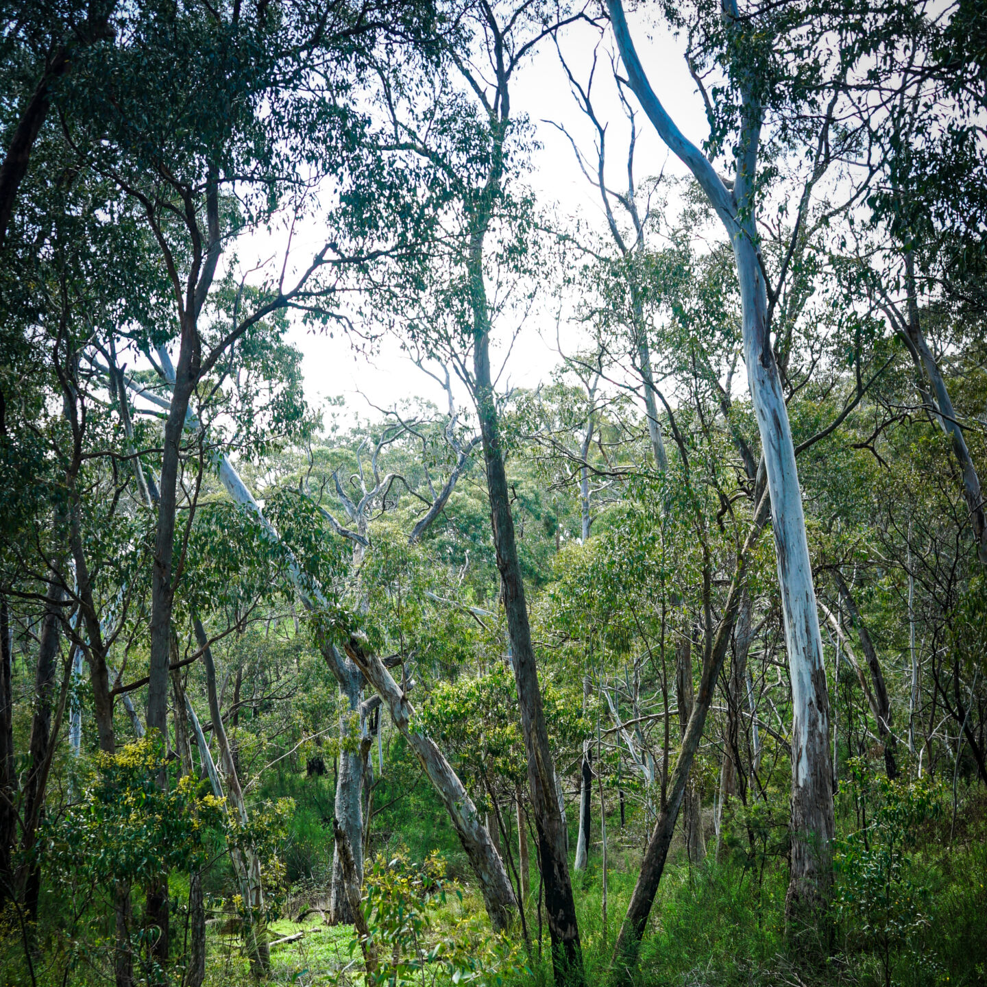 Cleland National Wildlife Park 2 – Trip To Adelaide, Sydney and Hawaii in September 2025 [Photography]