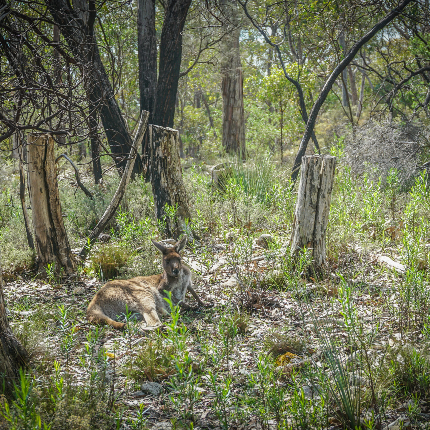 Wild Kangaroos, Cleland National Wildlife Park, Near Adelaide, Australia [Photography]