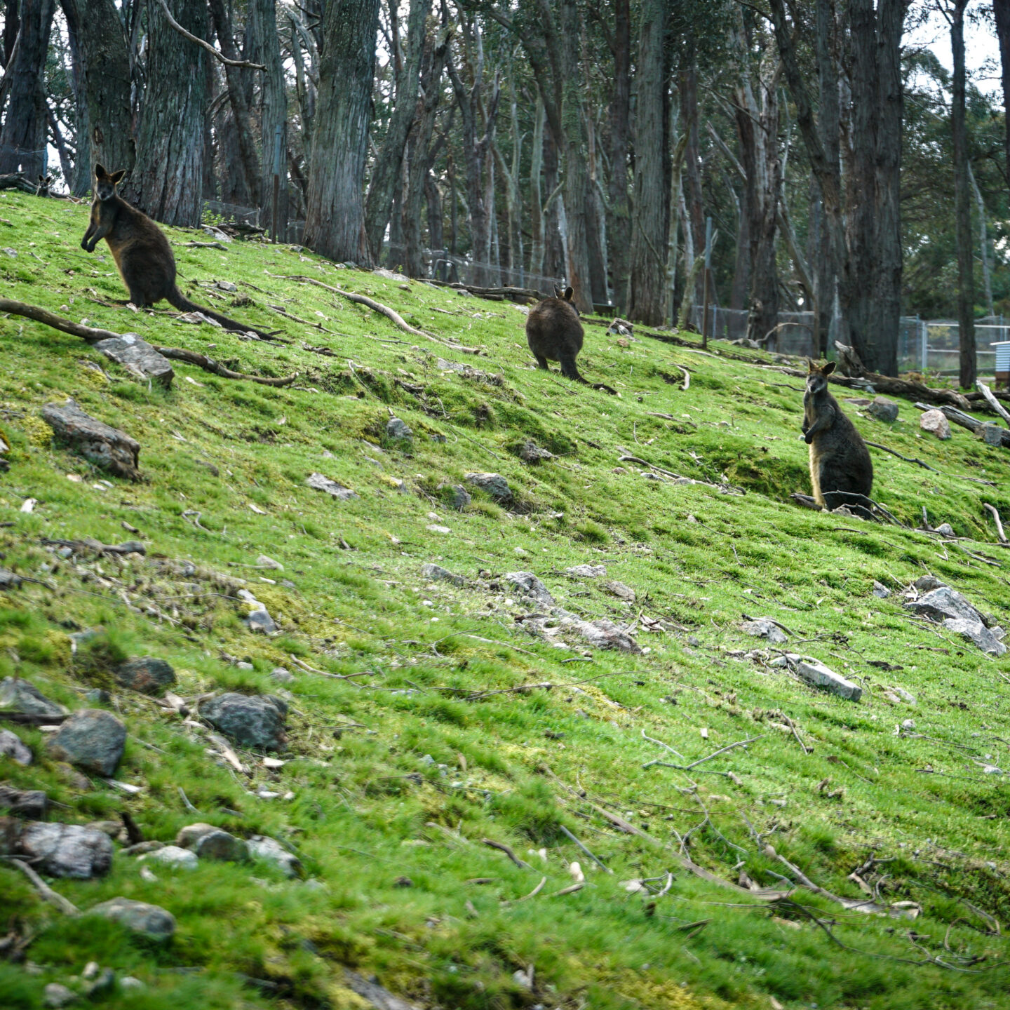Wallaby 4, Cleland National Wildlife Park, Near Adelaide, Australia [Photography]
